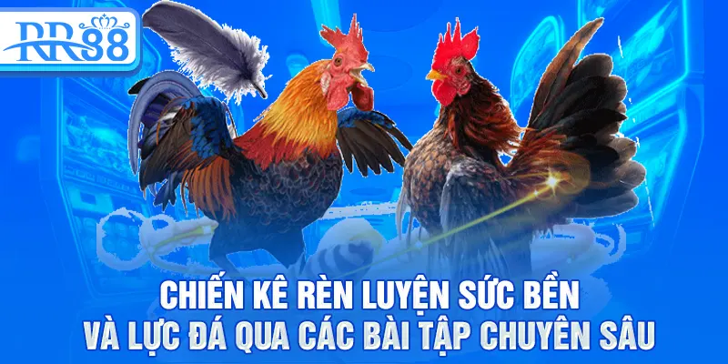 Chiến kê rèn luyện sức bền và lực đá qua các bài tập chuyên sâu