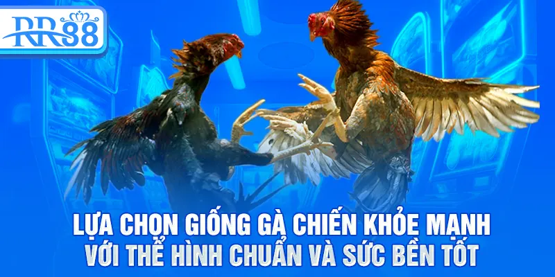 Lựa chọn giống gà chiến khỏe mạnh với thể hình chuẩn và sức bền tốt